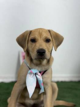 Venus-One of our Amazing Rescue Dogs -  Golden Retriever and Yellow Labrador Retriever Dog for Adoption in Carlsbad, California - Venus-One Of Our Amazing Rescue Dogs | PetCurious