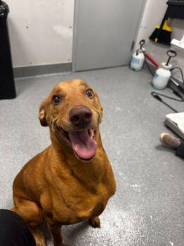 Mixed Breed Dogs Available for Adoption in Sevierville, Tennessee - Stormie | PetCurious