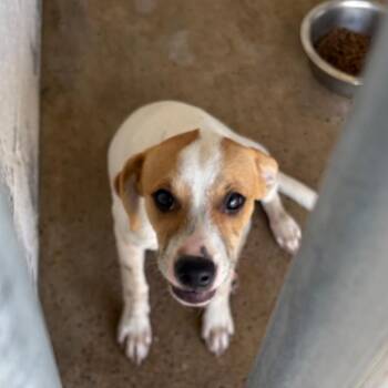 Maggie -  Shepherd and Mixed Breed Dog for Adoption in Edinburg, Texas - Maggie | PetCurious