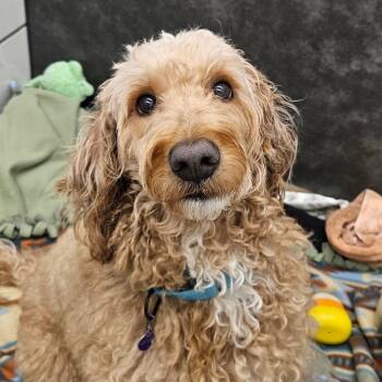 Rescue Golden Retriever and Poodle Dogs for Adoption in Zanesville, Ohio - Sprinkles | PetCurious
