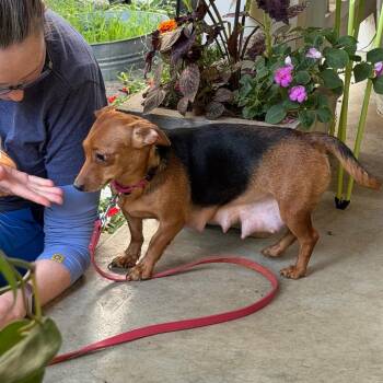 Rojita -  Dachshund and Chihuahua Dog for Adoption in Kansas City, Missouri - Rojita | PetCurious