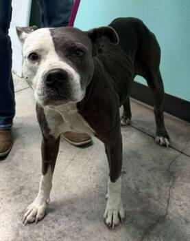 Rescue Terrier and Mixed Breed Dogs for Adoption in Lampasas, Texas - Dunkin Donuts | PetCurious