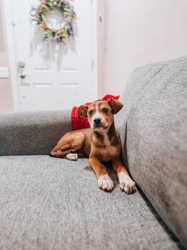 Patrick -  Mountain Cur and German Shepherd Dog Dog for Adoption in Goodyear, Arizona - Patrick | PetCurious