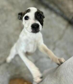 Chihuahua and Mixed Breed Dogs Available for Adoption - Riyo | PetCurious