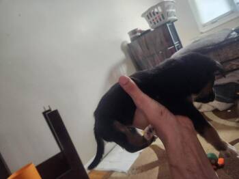 Shepherd and Pit Bull Terrier Dogs Available for Adoption in Calgary, Alberta - Buca | PetCurious