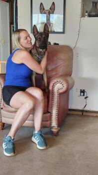 Marty - Located in CO -  Belgian Shepherd Malinois and Dutch Shepherd Dog for Adoption in Imlay City, Michigan - Marty - Located In CO | PetCurious