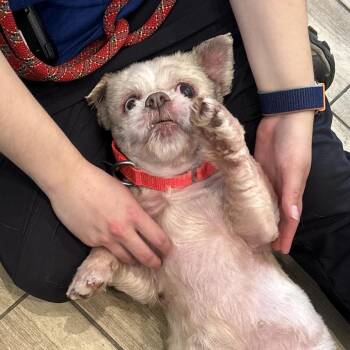 Drew- Coming Soon! -  Mixed Breed Dog for Adoption in Naperville, Illinois - Drew- Coming Soon! | PetCurious