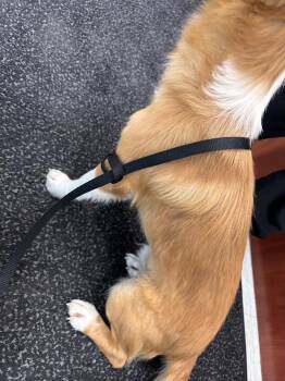 Teddy -  Mixed Breed Dog for Adoption in Hobbs, New Mexico - Teddy | PetCurious