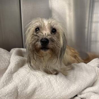 Whitney -  Mixed Breed Dog for Adoption in Philadelphia, Pennsylvania - Whitney | PetCurious