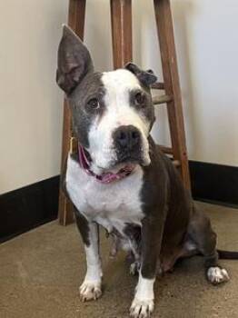 Berta -  Pit Bull Terrier Dog for Adoption in Cleveland, Ohio - Berta | PetCurious