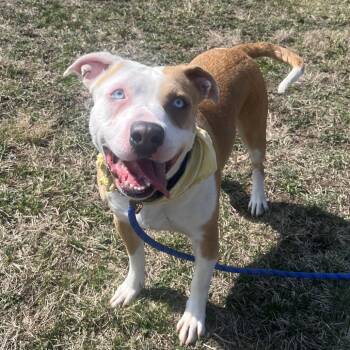Keisha -  Pit Bull Terrier and German Shepherd Dog Dog for Adoption in Bristol, Indiana - Keisha | PetCurious