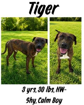 Tiger -  Plott Hound and Mountain Cur Dog for Adoption in Albany, Georgia - Tiger | PetCurious