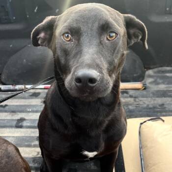 Black Labrador Retriever and Mixed Breed Dogs Available for Adoption - Jett | PetCurious