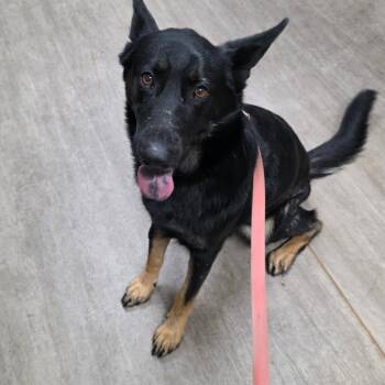 Marla -  German Shepherd Dog Dog for Adoption in Pasadena, California - Marla | PetCurious