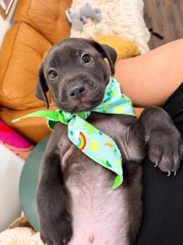 Frankie Fudge Heart Of Gold -  Labrador Retriever and German Shepherd Dog Dog for Adoption in Friendswood, Texas - Frankie Fudge Heart Of Gold | PetCurious