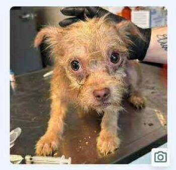 Chihuahua and Shih Tzu Dogs Available for Adoption - Pippy | PetCurious