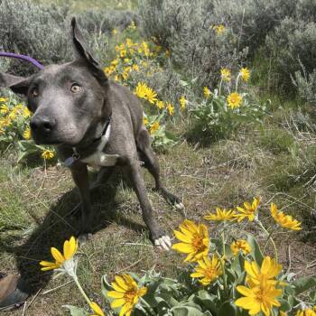 Kiara -  Mixed Breed and Shepherd Dog for Adoption in Salt Lake City, Utah - Kiara | PetCurious