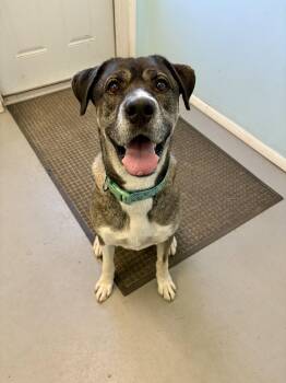 Rocky -  Mixed Breed Dog for Adoption in Big Rapids, Michigan - Rocky | PetCurious