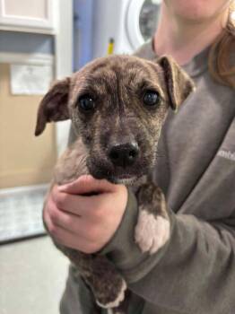 Rescue Mixed Breed Dogs for Adoption in Statesboro, Georgia - Louis | PetCurious