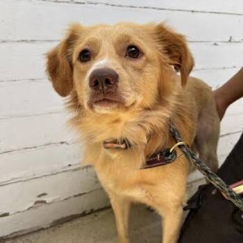 Tucker -  Spaniel Dog for Adoption in Sonoma, California - Tucker | PetCurious