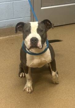 Rescue Mixed Breed Dogs for Adoption in Chamblee, Georgia - Cormac | PetCurious