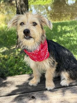 BRUCEY- a sweetie -  Yorkshire Terrier and Schnauzer Dog for Adoption - BRUCEY- A Sweetie | PetCurious