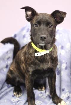 Retriever Dogs Available for Adoption in Manchester, New Hampshire - Jersey In NH! Come Meet Our Adoptable Dogs Wednesday-Saturday. M | PetCurious