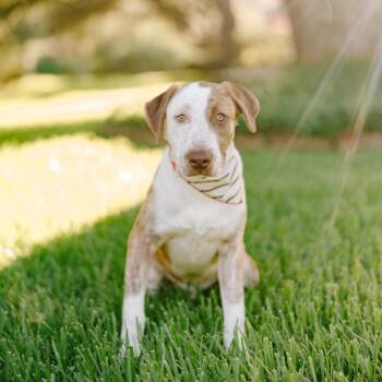Rescue Labrador Retriever Dogs for Adoption in Klein, Texas - Atlas | PetCurious