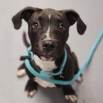 Tessa -  Mixed Breed Dog for Adoption in Sarasota, Florida - Tessa | PetCurious