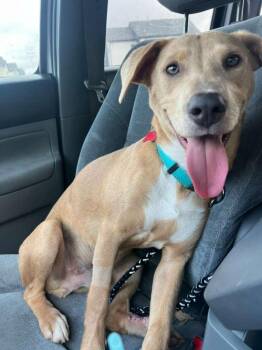 German Shepherd Dog Dogs Available for Adoption - Marlo Sweet Paws | PetCurious