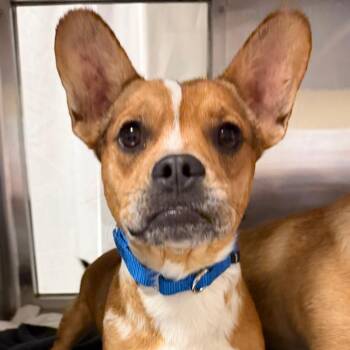 Little Caesar -  Mixed Breed Dog for Adoption in Palm Springs, California - Little Caesar | PetCurious