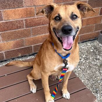 Rescue Mixed Breed Dogs for Adoption in Wheeling, Illinois - Jude | PetCurious