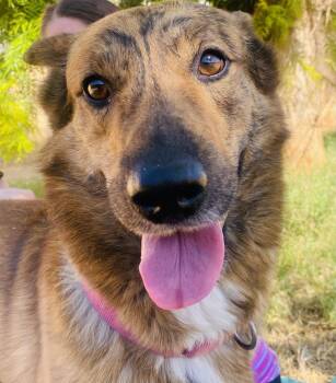 Joey (bonded with Simone) -  Labrador Retriever and Shepherd Dog for Adoption in Phoenix, Arizona - Joey (bonded With Simone) | PetCurious