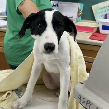 Dahlia -  Labrador Retriever and Mixed Breed Dog for Adoption in Starkville, Mississippi - Dahlia | PetCurious