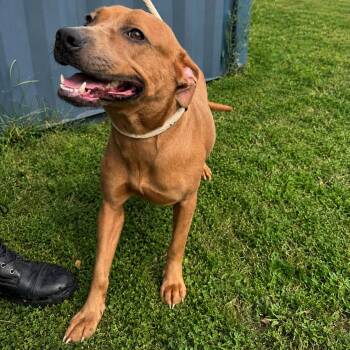 Ashley -  Pit Bull Terrier Dog for Adoption in Jersey City, New Jersey - Ashley | PetCurious