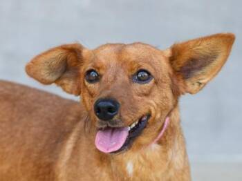 Shenzi -  Mixed Breed Dog for Adoption in Longmont, Colorado - Shenzi | PetCurious