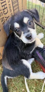 Mercedes -  Parson Russell Terrier and Border Terrier Dog for Adoption in Gilbert, Arizona - Mercedes | PetCurious