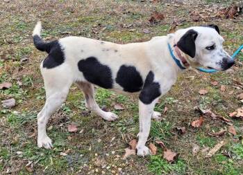 Patty -  Mixed Breed Dog for Adoption in Lawrenceburg, Tennessee - Patty | PetCurious