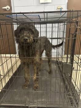 Curly -  Poodle Dog for Adoption in Georgetown, Ohio - Curly | PetCurious