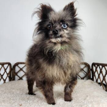 Rocky -  Pomeranian Dog for Adoption in Fort Wayne, Indiana - Rocky | PetCurious