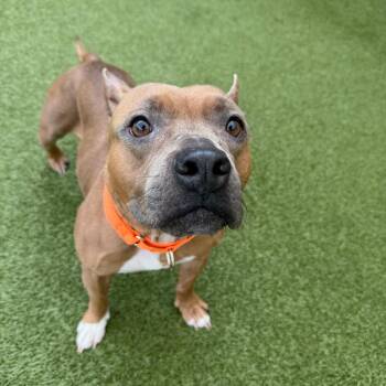 Miss Polly Pocket -  Pit Bull Terrier Dog for Adoption in Titusville, Florida - Miss Polly Pocket | PetCurious