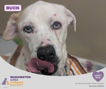 Buck -  Siberian Husky Dog for Adoption in Eighty Four, Pennsylvania - Buck | PetCurious