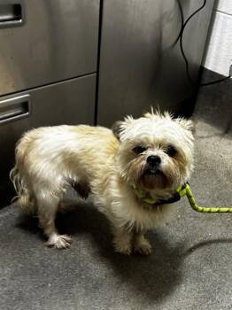 HUNTER -  Border Terrier and Mixed Breed Dog for Adoption - HUNTER | PetCurious