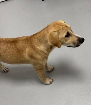 Molly 1338-26 -  Labrador Retriever and Mixed Breed Dog for Adoption in Cumming, Georgia - Molly 1338-26 | PetCurious