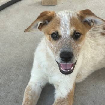Rescue Cattle Dog and Husky Dogs for Adoption in Austin, Texas - Zircon LM | PetCurious