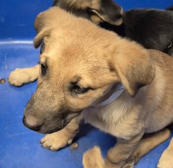 Damon - WAITING FOR HIS FOREVER HOME -  Shepherd Dog for Adoption in Thousand Oaks, California - Damon - WAITING FOR HIS FOREVER HOME | PetCurious