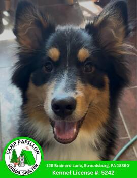Cooper -  Border Collie and Alaskan Malamute Dog for Adoption in Stroudsburg, Pennsylvania - Cooper | PetCurious