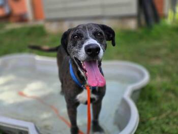 Bluebonnet a/k/a Bonnie -  Plott Hound and Catahoula Leopard Dog Dog for Adoption in Austin, Texas - Bluebonnet A/k/a Bonnie | PetCurious