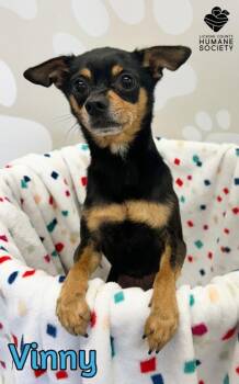 Vinny -  Chihuahua and Mixed Breed Dog for Adoption in Heath, Ohio - Vinny | PetCurious