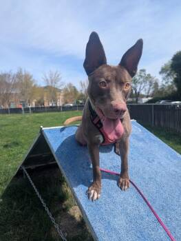 Australian Kelpie Dogs Available for Adoption - Dusty Rose | PetCurious
